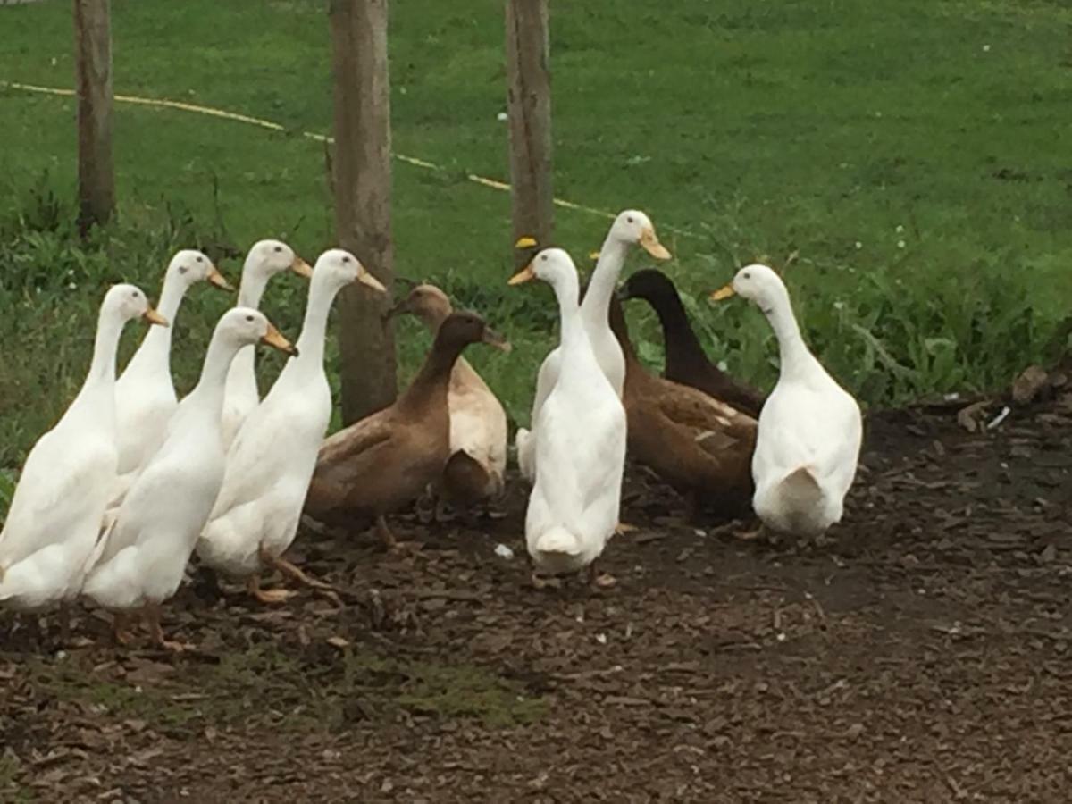 Willow Court Farm Studio South & Petting Farm, 8 Mins From Legoland & Windsor, 15 Mins From Lapland Uk Exteriör bild