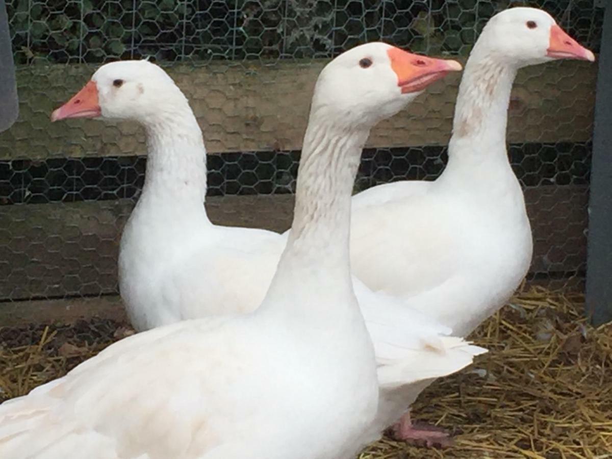 Willow Court Farm Studio South & Petting Farm, 8 Mins From Legoland & Windsor, 15 Mins From Lapland Uk Exteriör bild