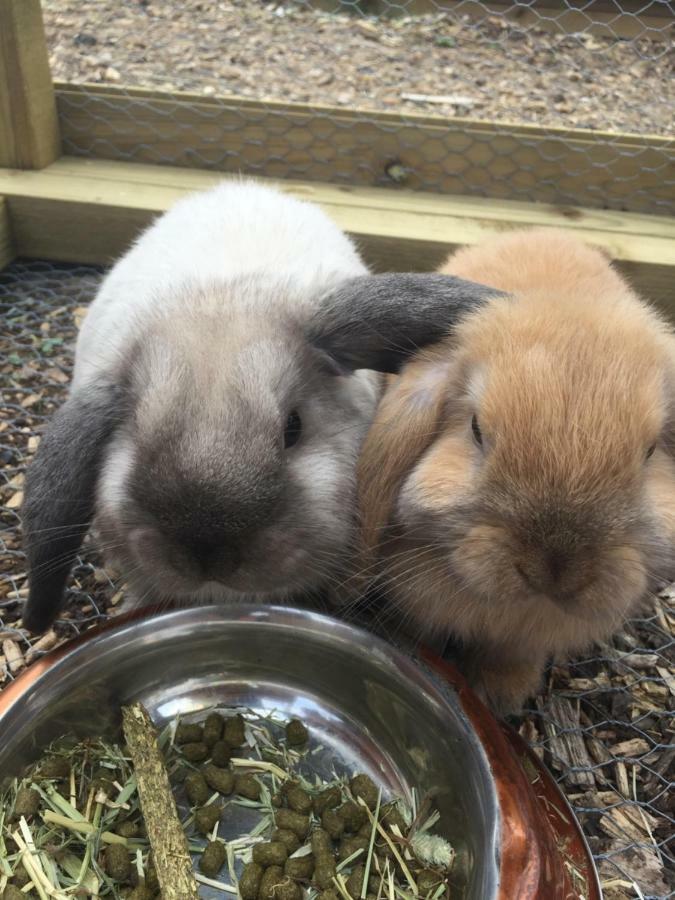Willow Court Farm Studio South & Petting Farm, 8 Mins From Legoland & Windsor, 15 Mins From Lapland Uk Exteriör bild