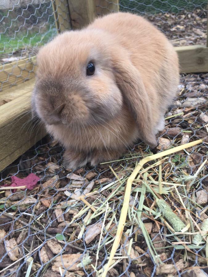 Willow Court Farm Studio South & Petting Farm, 8 Mins From Legoland & Windsor, 15 Mins From Lapland Uk Exteriör bild